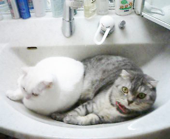 洗面台にネコ